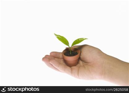 Pot plant