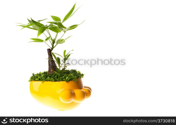 Pot plant of Pachira aquatica isolated on white