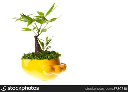 Pot plant of Pachira aquatica isolated on white