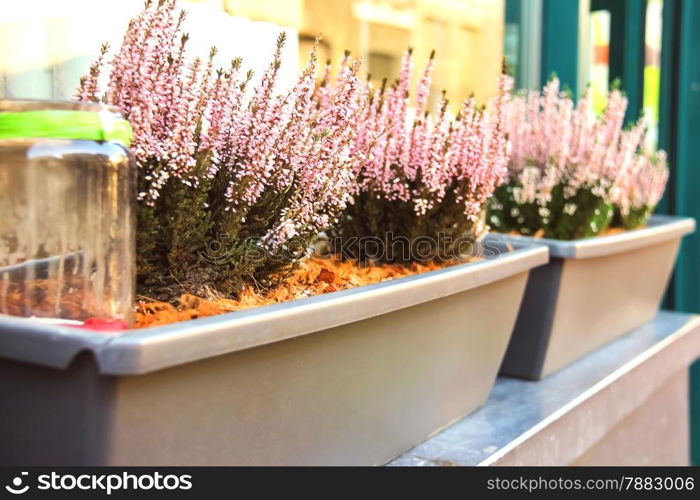 Pot plants on a street in Dutch city