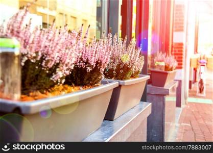 Pot plants on a street in Dutch city