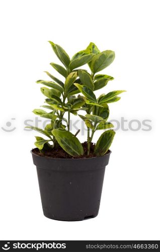 Pot with a nice plant isolated on white background