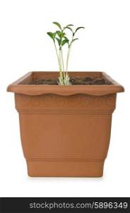 Pot with green seedlings on white
