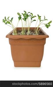 Pot with green seedlings on white