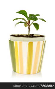 pot with house plant on a white background