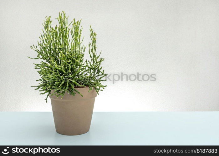 Pot with succulent plant on pale blue table and white background