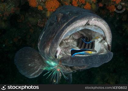 Potato bass mouth open being cleaned by labrid fish, Aliwal Shoal, Durban, South Africa