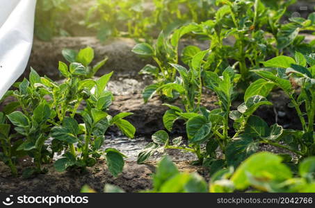 Potato bushes and water flow. Growing food on a farm plantation. Farming furrow irrigation system. Agriculture industry. Agronomy and horticulture. Agribusiness