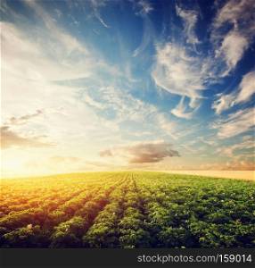 Potato crop field at sunset. Agriculture, professional cultivated area, farm. Potato crop field at sunset. Agriculture, cultivated area, farm