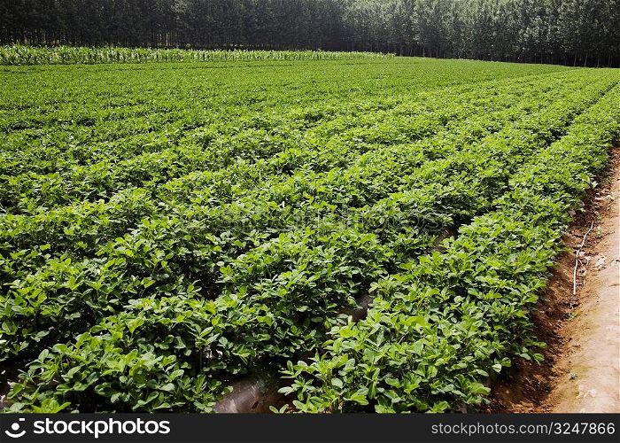 Potato crop in a field, Zhigou, Shandong Province, China