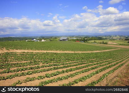 Potato field