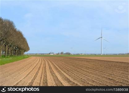Potato field in landscape with rows in the ground