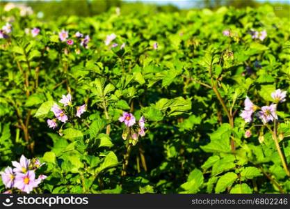 potato field with blooming flowers