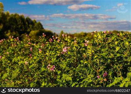 potato field with blooming flowers