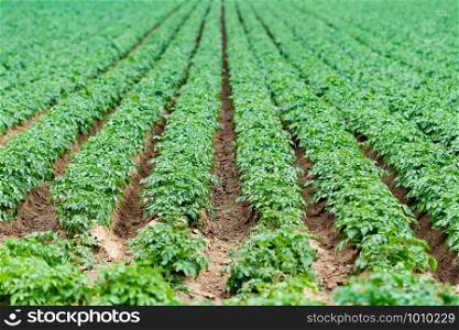 Potato field with green shoots of potatoes