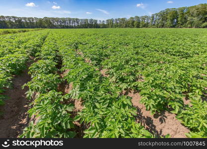 Potato field with straight rows of green potato plants in Holland