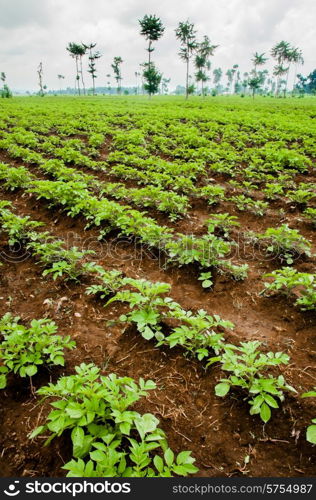 Potato fields in Rwanda near the volcanoes in very rich soil for great crops.