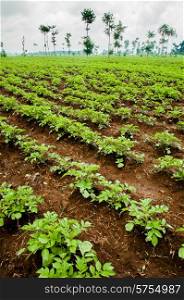 Potato fields in Rwanda near the volcanoes in very rich soil for great crops.