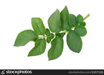 Potato leaf