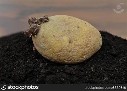Potato on soil
