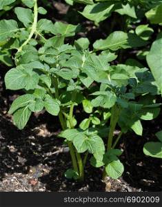 Potato plant in vegatable garden