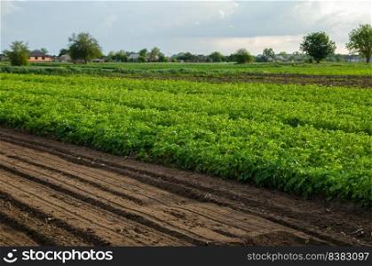 Potato plantation and a field with loosened soil. Loose crushed moist soil after cultivating. Loosening surface, land cultivation. Agribusiness farming. Beautiful countryside farmland.