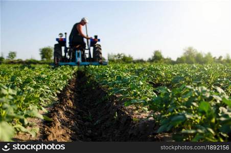 Potato plantation and tractor farmer cultivating rows. Agroindustry and agribusiness. Cultivation of a young potato field. Loosening of the soil between the rows of bushes. Blurry