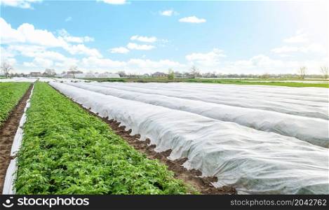 Potato plantation covered with agrofibre. Opening of young potato bushes as it warms. Hardening of plants in late spring. Greenhouse effect for care and protection. Agroindustry, farming