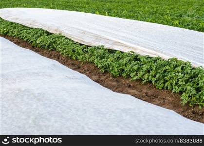 Potato plantation covered with agrofibre. Opening of young potato bushes as it warms. Greenhouse effect for care and protection. Hardening of plants in late spring. Agroindustry, farming.