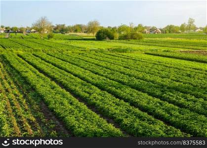 Potato plantation farm fields. Agroindustry and agribusiness. Beautiful european countryside landscape. Organic farming. Harvesting the first potato planting. Agriculture and agro industry