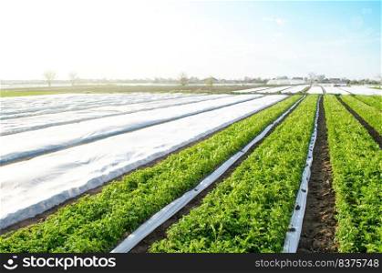 Potato plantation farm fields on a sunny day. Agriculture, growing food vegetables. Use of spunbond agrofibre technology to protect crop from cold weather. Farm loans, subsidies. Financial help.