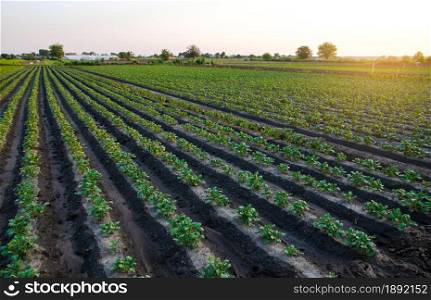 Potato plantation on the farm in the early morning sun. Organic farming. Harvesting the first potato planting. Agriculture and agro industry. Agroindustry and agribusiness. Growing food