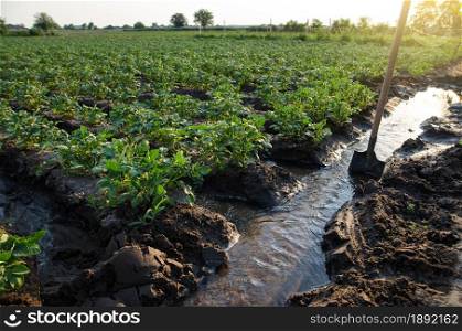 Potato plantation watering management. Shovels stuck into water stream for direction of flows to plantation rows. Traditional surface irrigation. Beautiful bushes of potatoes. Farming and agriculture.