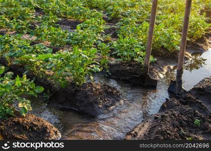 Potato plantation watering management. Traditional surface irrigation. Beautiful bushes of potatoes. Farming and agriculture. Shovels stuck into water stream for direction of flows to plantation rows.