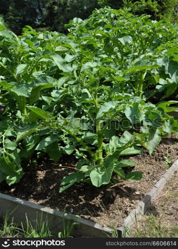 Potato plants in vegatable garden