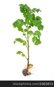 Potato sprout