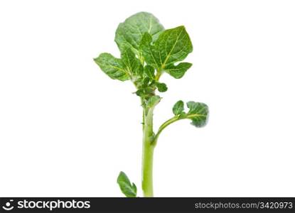Potato sprout