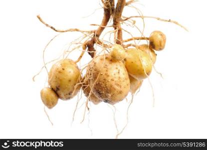 Potato with root close up isolated on white