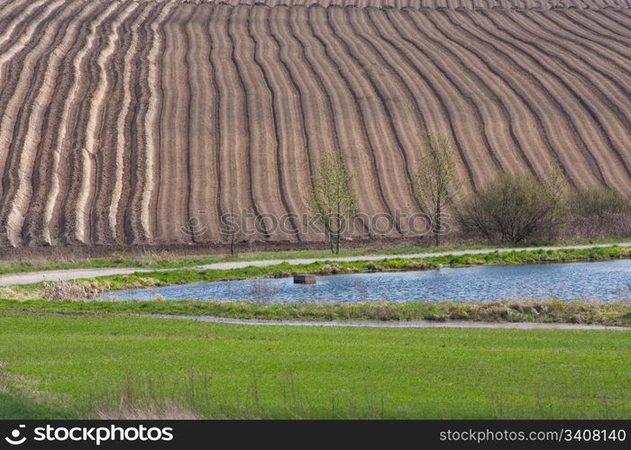 potatoe field in the springtime