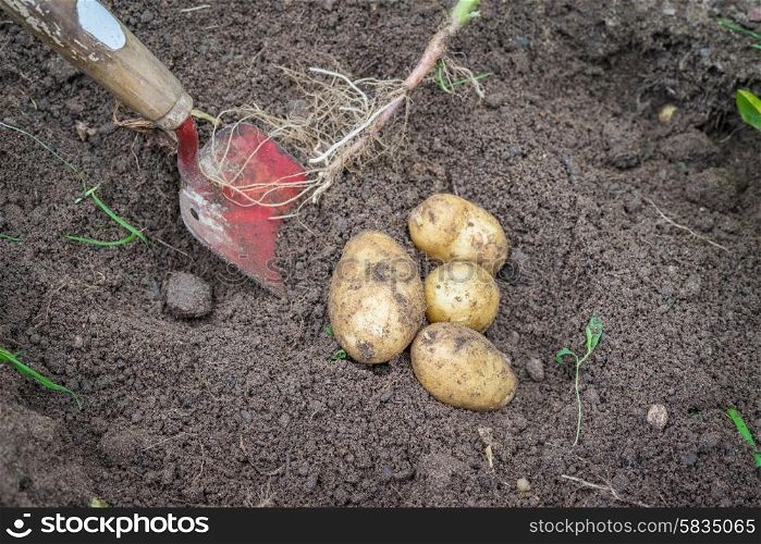 Potatoes and a shovel in soil in the garden