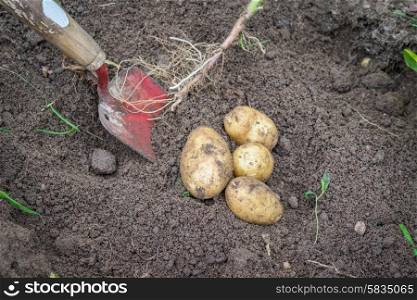 Potatoes and a shovel in soil in the garden