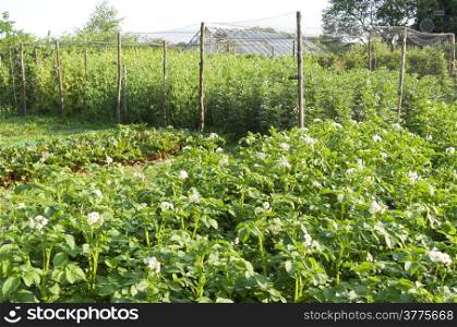 Potatoes, beets and legumes in the organic vegetable garden.