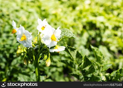 Potatoes bloom on summer day. Growing potatoes in garden, farming