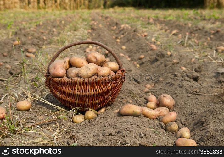 potatoes harvesting in a basket .