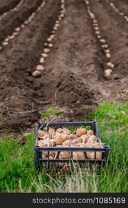 Potatoes in boxes for planting. Planting potatoes on their land in the village in early spring with a manual plow on the field.. Potatoes in boxes for planting. Planting potatoes on his land in the village.