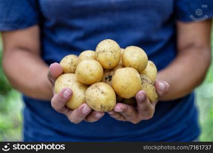 Potatoes in the hands of a woman farmer. The concept of organic food, healthy nutrition and harvest. Potatoes in hands of woman farmer