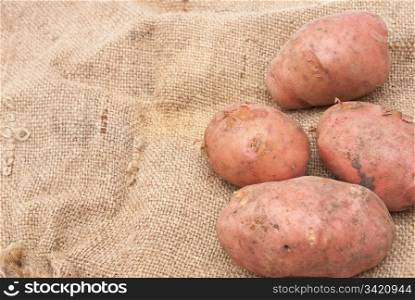 Potatoes on sackcloth