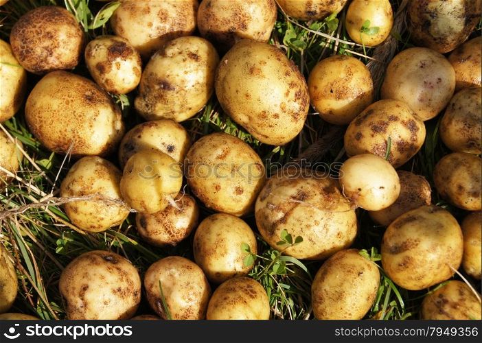 potatoes on the grass