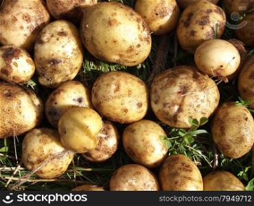 potatoes on the grass