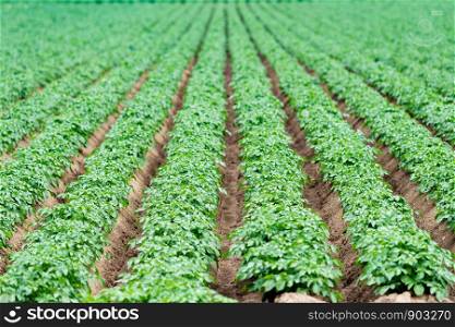 Potatoes plantations grow in the field. Vegetable rows. Farming, agriculture.